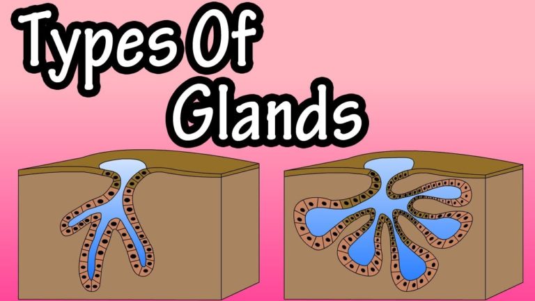 GLANDS
