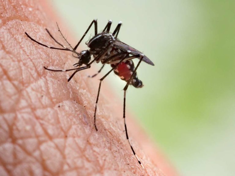 MALARIA